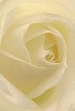 This close perspective draws you deep into the embrace of a cream-white rose, its petals unfurling with quiet grace as if captured in the gentle hush of Blackheath at dawn. The spiraling arrangement and soft luminosity convey a sense of peace, each layer matte yet creamy, their delicate veining highlighted by subtle, natural light. The shadows in the heart of the rose add a soft drama and refined depth, while the translucent outer petals suggest both fragility and resilience, much like the community they grace. Every nuance speaks of the artistry and empathy found at a dedicated Blackheath florist, making this bloom an ideal symbol for sympathy, admiration, or fresh beginnings along the leafy avenues or elegant homes of Blackheath Village. One can almost imagine the subtle, sweet scent lingering in the air, evoking a tranquil comfort that gently soothes the senses. The craftsmanship and emotion behind the arrangement promise that every delivery carries more than beauty-it brings a story and a moment of thoughtful connection to expressions of care within Blackheath.